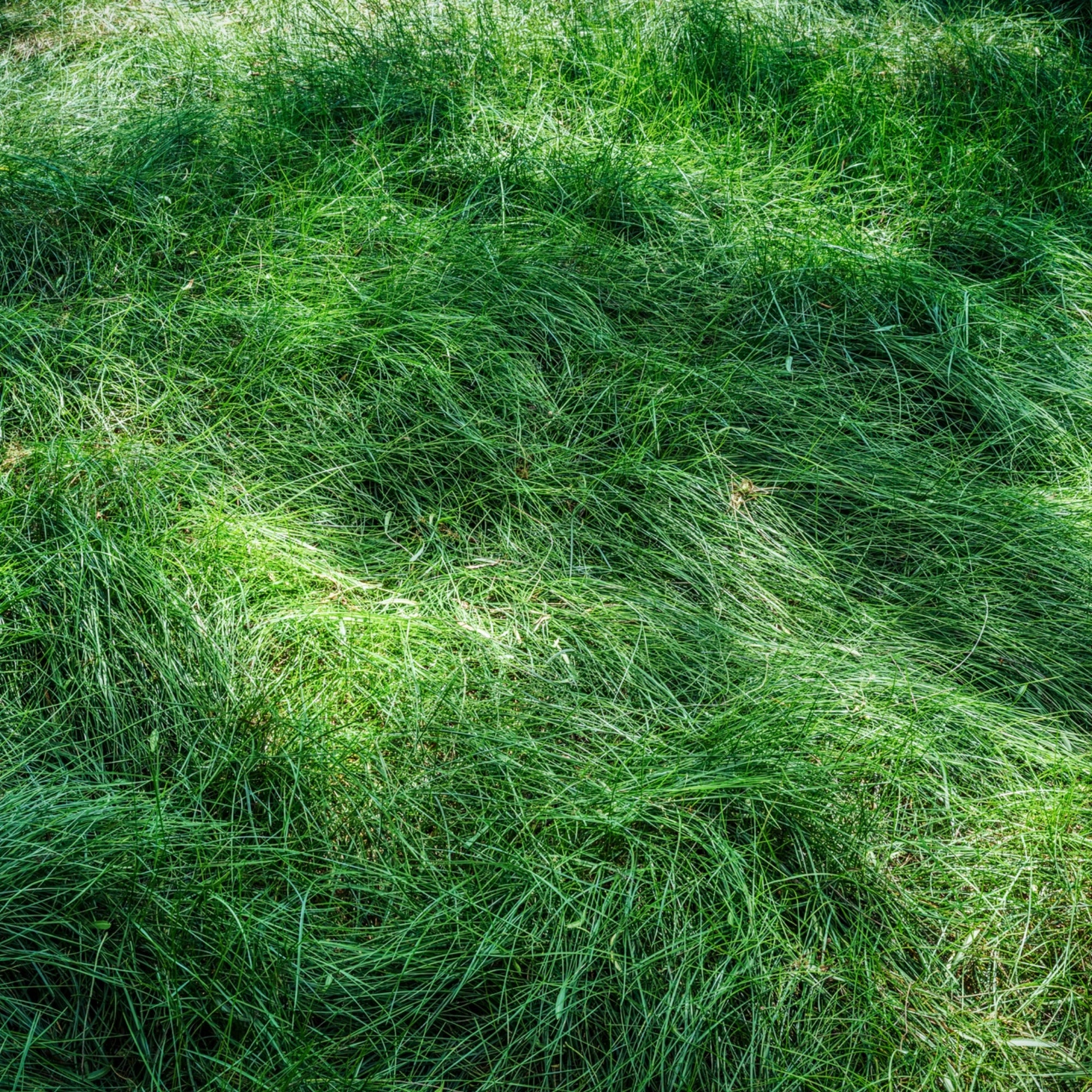 GrowTrax PRO-Lawn Large Area (500 SQFT)