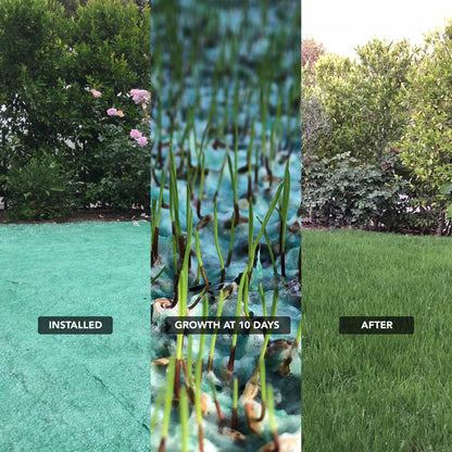 Lawn Repair (50 sq ft roll)