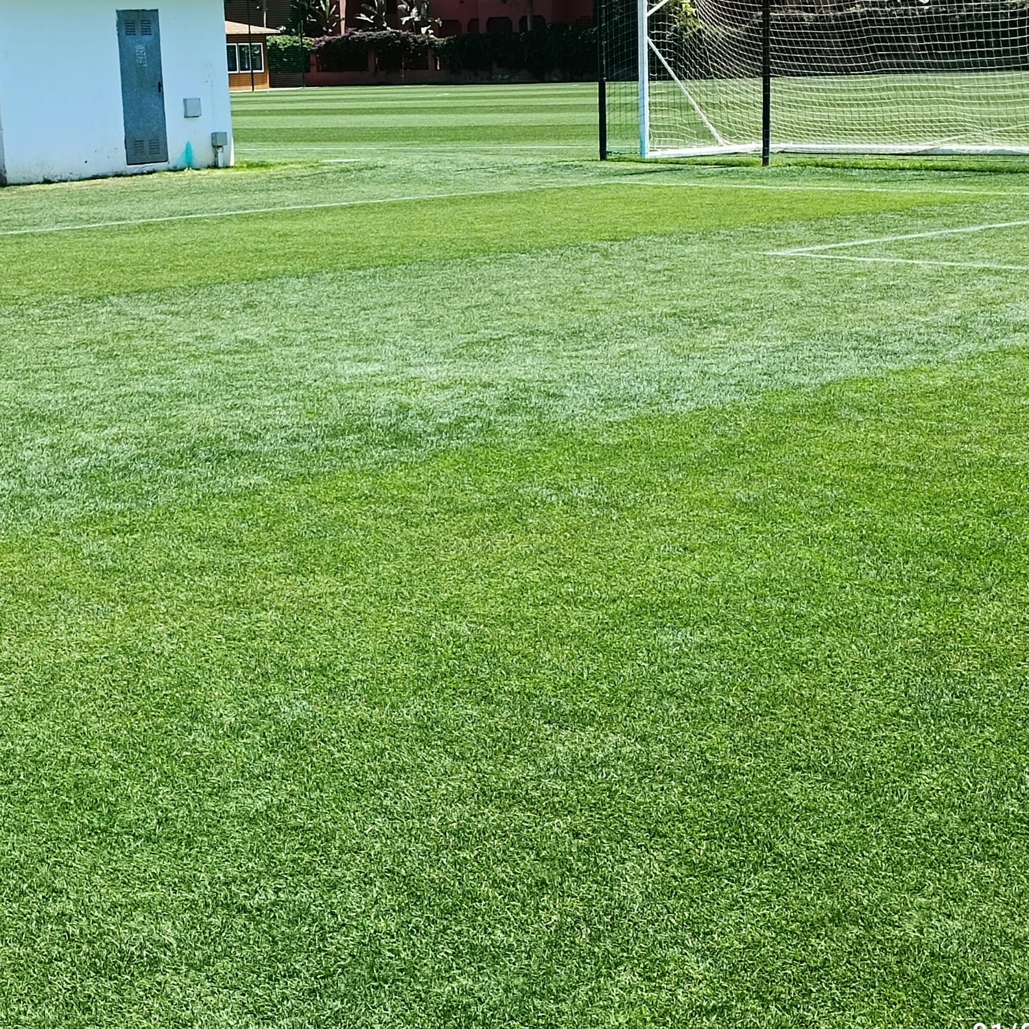 Lawn Repair (50 sq ft roll)