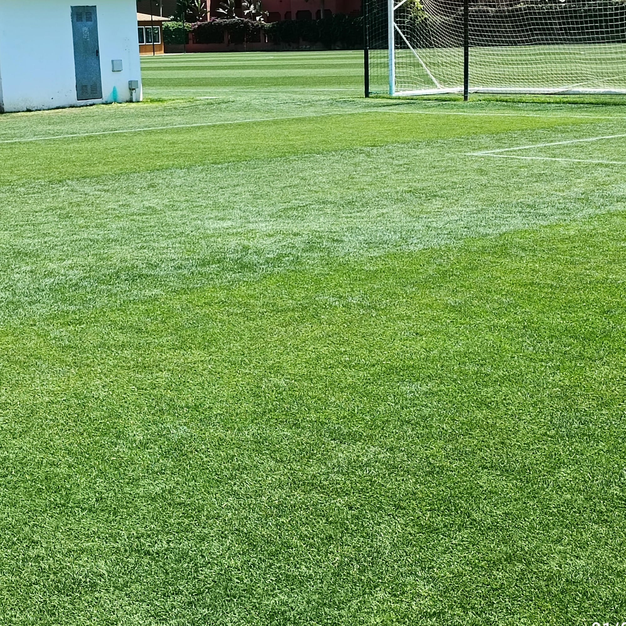 Lawn Repair (50 sq ft roll)