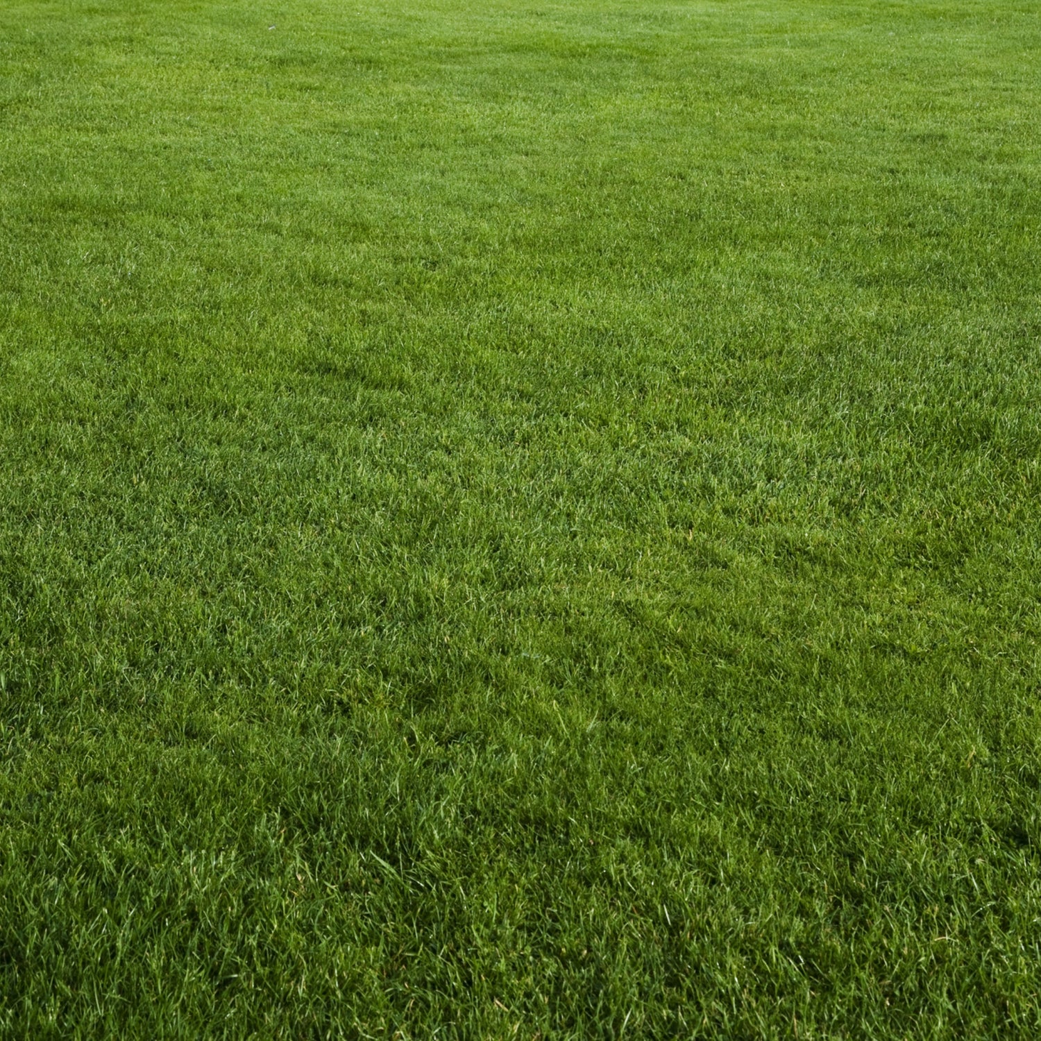 Lawn Repair (50 sq ft roll)