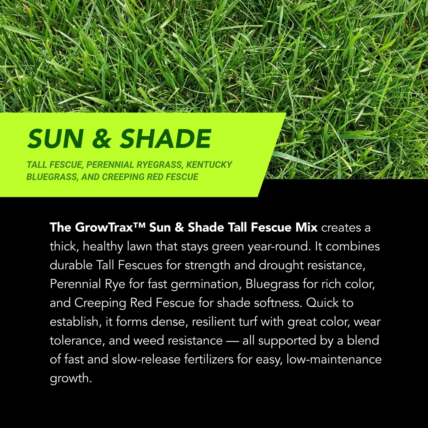 Lawn Repair (50 sq ft roll)