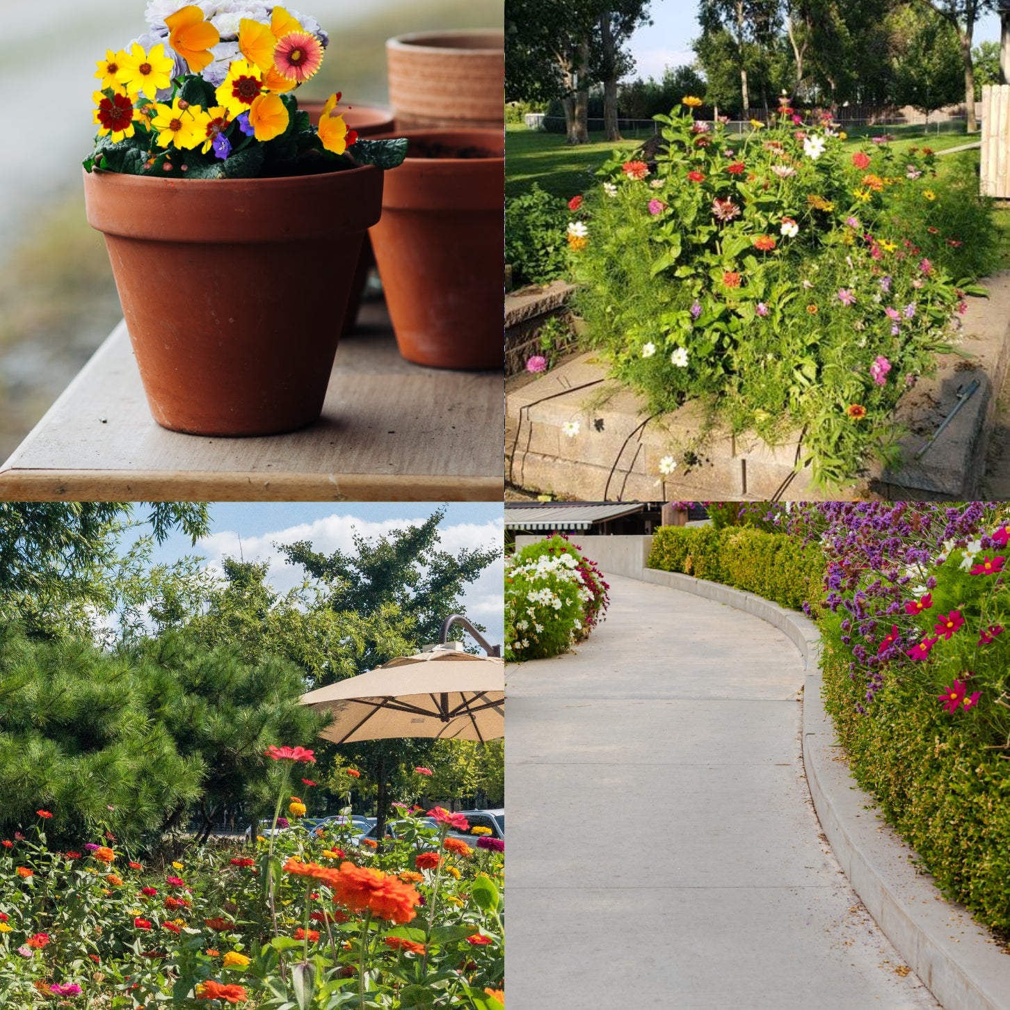 growtrax seeded wildflower blanket Annual & Perennial Wildflower Meadow – GrowTrax Grass